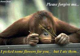 monkey